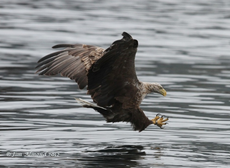 White tailed Eagle about to catch fish Mull 17 7 12 Img_6148